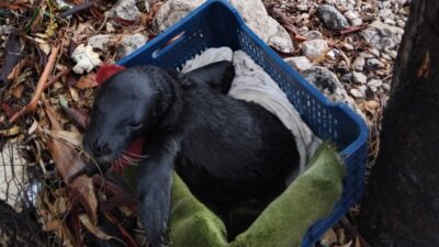 Marmaris’in Serçe Limanı’nda kötü hava nedeniyle sahile vuran yavru Akdeniz