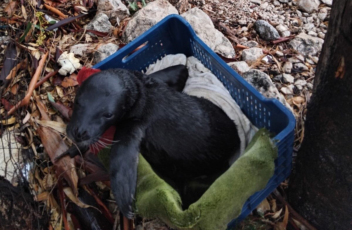 Marmaris’in Serçe Limanı’nda kötü hava nedeniyle sahile vuran yavru Akdeniz