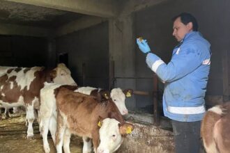 Yığılca’da Tarım ve Orman Müdürlüğü Hayvan Sağlığını Koruma Çalışmaları Başlattı