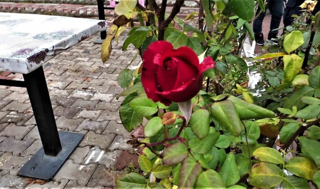 Yozgat’ın Şefaatli ilçesinde mevsim normallerinin üstündeki sıcaklıklar nedeniyle Aralık ayında