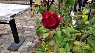 Yozgat’ın Şefaatli ilçesinde mevsim normallerinin üstündeki sıcaklıklar nedeniyle Aralık ayında