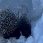 Yüksekova’da Nesli Tehlike Altındaki Hint Oklu Kirpi Gözlemlendi