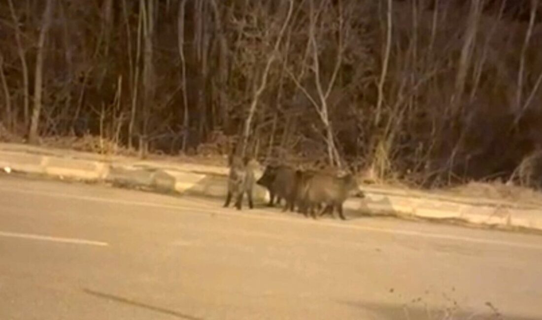 Hakkari'nin Yüksekova ilçesinde kar nedeniyle yiyecek bulamayan domuz sürüleri kent