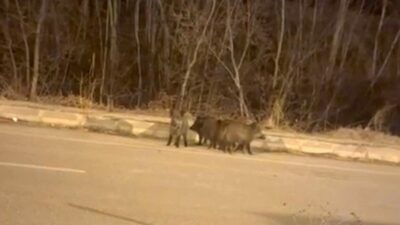 Hakkari'nin Yüksekova ilçesinde kar nedeniyle yiyecek bulamayan domuz sürüleri kent