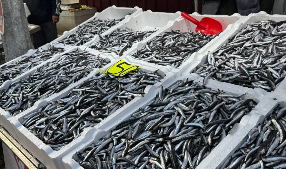 Hamsi Fiyatları Yerel Avcılığın Düşmesiyle 150 Liraya Yükseldi Karadeniz'de hamsi avı azalması, fiyatların yükselmesine yol açtı. Zeki Beybeyoğlu,