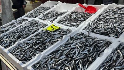 Karadeniz'de hamsi avı azalması, fiyatların yükselmesine yol açtı. Zeki Beybeyoğlu,