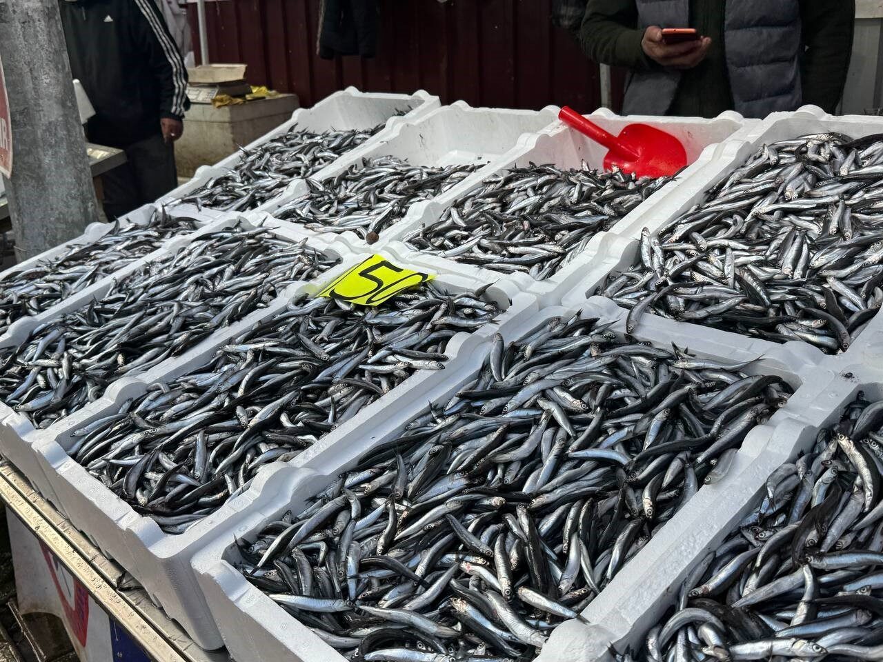 Karadeniz'de hamsi avı azalması, fiyatların yükselmesine yol açtı. Zeki Beybeyoğlu,