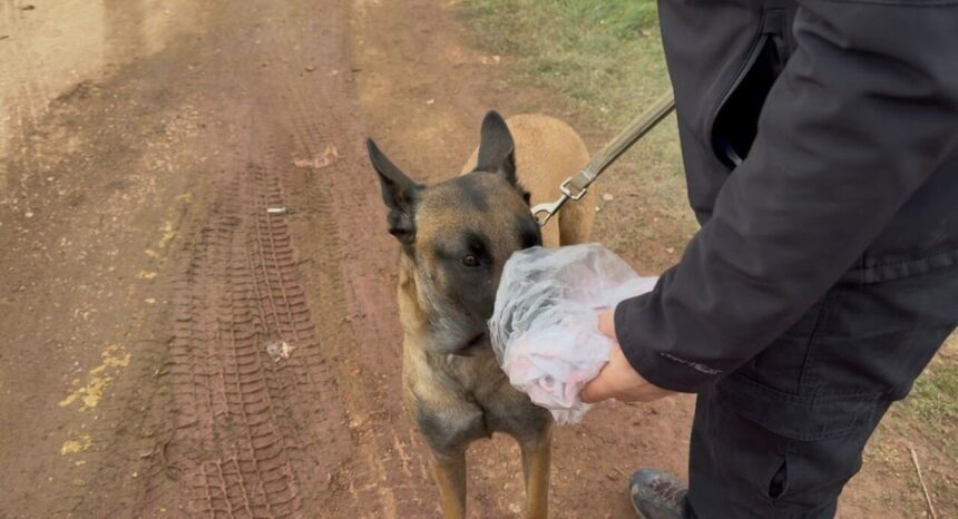 Erdek’te 7 gündür kayıp Elif Kumal için arama kurtarma faaliyetleri devam ediyor