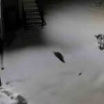 Diyarbakır’ın Kulp ilçesinde yoğun kar nedeniyle aç kalan kaya sansarı yerleşim alanına indi.