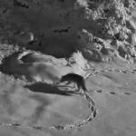 Elazığ’da kar yağışı nedeniyle aç kalan kurt mezraya girdi, anlar güvenlik kamerasında görüntülendi.