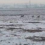 Köylüler, Iğdır Ovası’nda yiyecek bulmakta zorlanan kurtları fark etti.