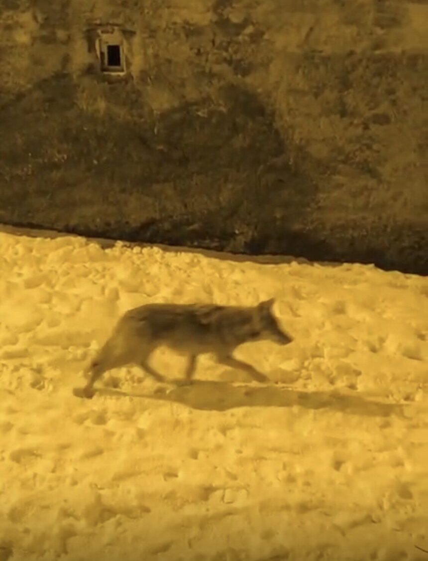 Diyarbakır’ın Çermik ilçesinde aç kalan kurtlar şehir merkezine kadar ulaştı.