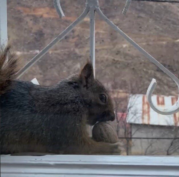 Kemaliye’deki Taşdibi Mahallesi’nde aç kalan sincaplar, sakinlerin yardımıyla pencerelerde besleniyor. Kemaliye’deki Taşdibi Mahallesi’nde aç kalan sincaplar, sakinlerin yardımıyla pencerelerde besleniyor.