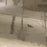 Malatya’da yiyecek bulamayan tilki şehir merkezine indi.