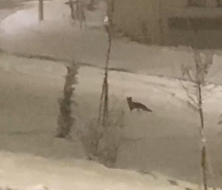 Malatya’da yiyecek bulamayan tilki şehir merkezine indi. Malatya’da yiyecek bulamayan tilki şehir merkezine indi.