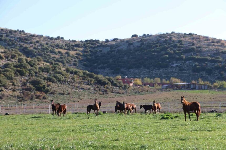 Kozan’da 30 Yıldır Milyonluk Safkan Atlar Yetiştiriliyor