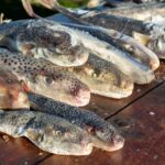 Adana’da balıkçılar 4 günde 128 bin balon balığını Akdeniz’den toplayarak Tarım Müdürlüğüne teslim etti.