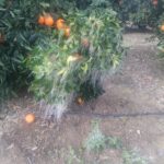 Adana’da Don Etkisiyle Portakal Ağaçları Buz Tutmuş Durumda