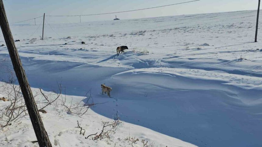 Adilcevaz’da başıboş sokak köpekleri, vatandaşlarda tedirginlik yaratıyor.