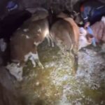 Adıyaman’da aşırı kar nedeniyle ahır çöktü, 20 büyükbaş hayvandan 3’ü telef oldu.