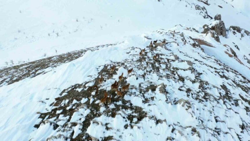 Adıyaman’da kar üzerinde yaban keçileri drone ile görüntülendi. Adıyaman’da kar üzerinde yaban keçileri drone ile görüntülendi.