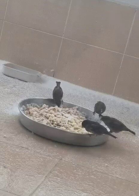 Adıyaman’da devam eden kar yağışı sonrası sokak hayvanları için destek kampanyası başlatıldı.