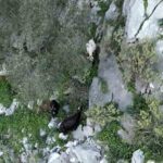 Muğla’nın Ula ilçesinde kayalıklarda mahsur kalan iki keçi için AFAD ekipleri devreye girdi.