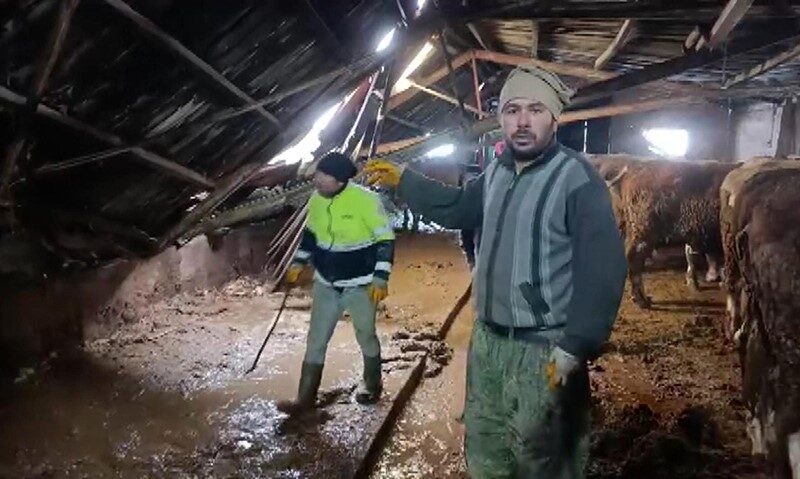 Sivas’ın Altınyayla ilçesinde kar yükü altında kalan ahırın çatısı çöktü, inekler kurtarıldı. Sivas’ın Altınyayla ilçesinde kar yükü altında kalan ahırın çatısı çöktü, inekler kurtarıldı.