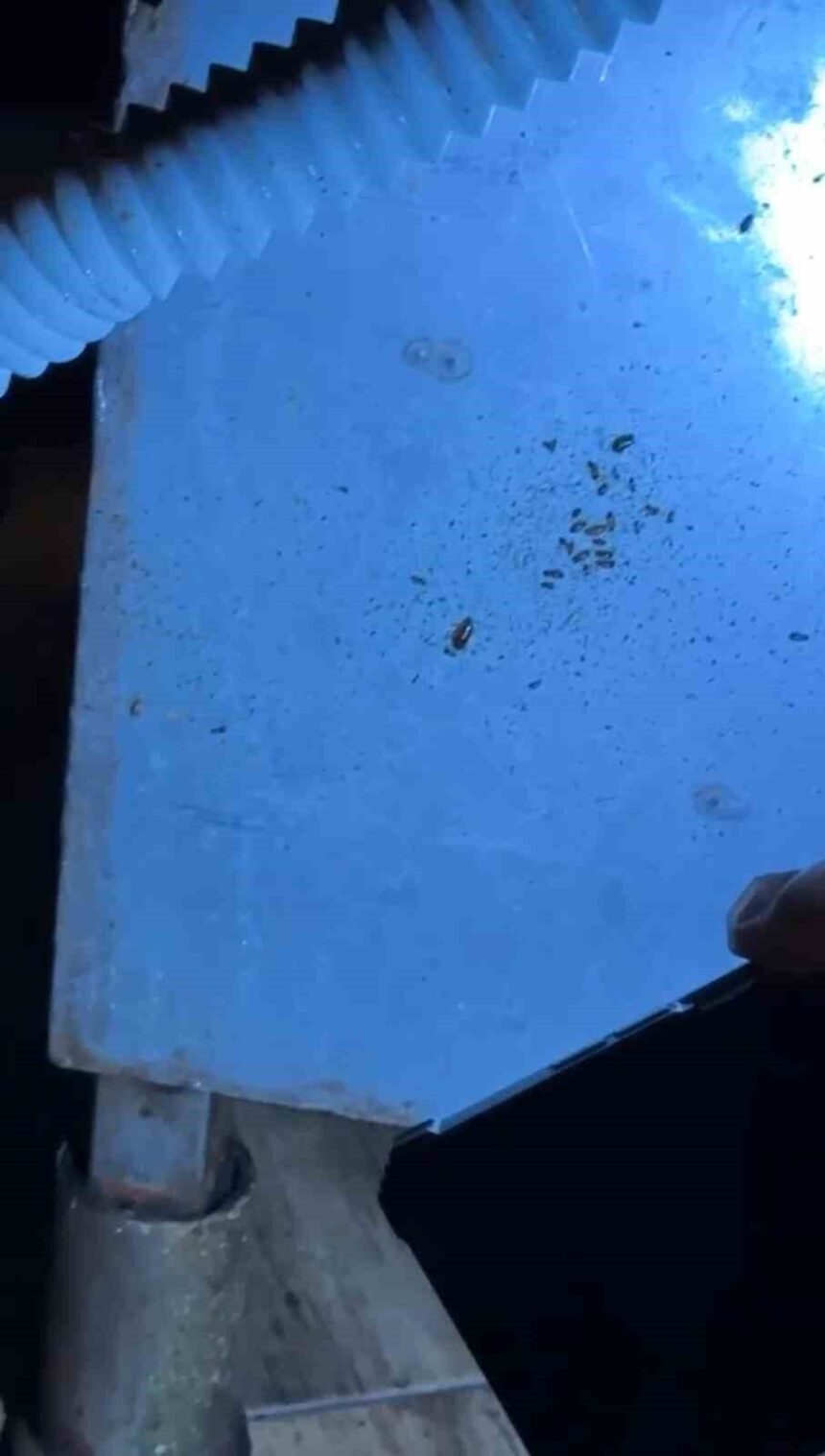 Hatay’daki Primemall AVM’de yapılan denetimlerde restoranlarda hijyen sorunları tespit edildi.