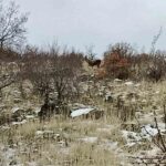 Ankara’nın Güdül ilçesinde yaban geyikleri cep telefonuyla kaydedildi.