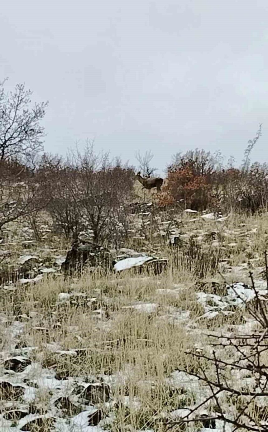 Ankara’nın Güdül ilçesinde yaban geyikleri cep telefonuyla kaydedildi. Ankara’nın Güdül ilçesinde yaban geyikleri cep telefonuyla kaydedildi.