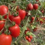 Antalya Ticaret Borsası, 2025 Aralık hal endeksini açıkladı: Domates ve sebzede artış, meyvede düşüş var.