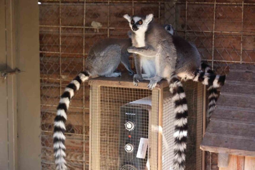 Antalya’da soğuk hava şartları nedeniyle Doğal Yaşam Parkı’ndaki hayvanlar için önlemler alınıyor.
