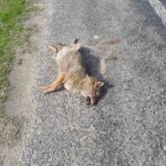 Çine’de aracın çarptığı tilki yol kenarına savrularak hayatını kaybetti.