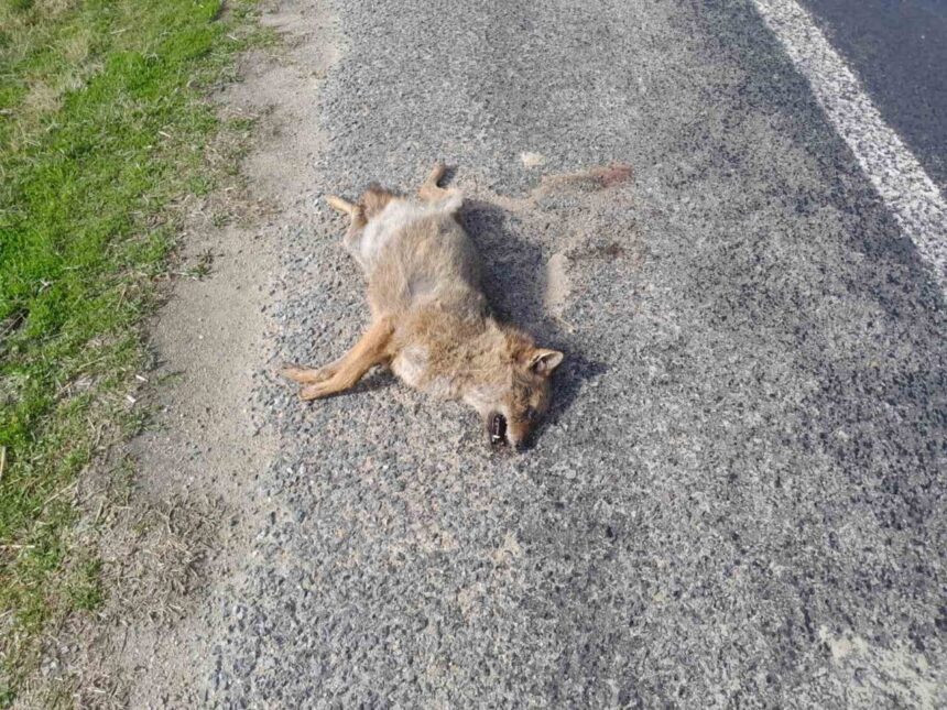 Çine’de aracın çarptığı tilki yol kenarına savrularak hayatını kaybetti. Çine’de aracın çarptığı tilki yol kenarına savrularak hayatını kaybetti.