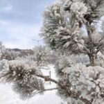 Ardahan’da kar yağışının ardından etkili olan dondurucu soğuklar, gece sıcaklıklarının sıfırın altına düşmesine neden oldu.