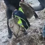 Ardanuç’ta tellere sıkışan baykuş, İl Özel İdaresi ekiplerince kurtarıldı ve Doğa Koruma’ya teslim edildi.