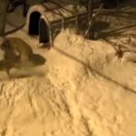 Artvin’in Şavşat ilçesinde ‘Meks’ adlı bekçi köpeği, gece köye inen 6 kurdu püskürttü.