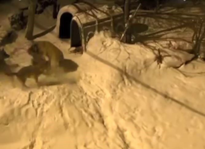 Artvin’in Şavşat ilçesinde ‘Meks’ adlı bekçi köpeği, gece köye inen 6 kurdu püskürttü.