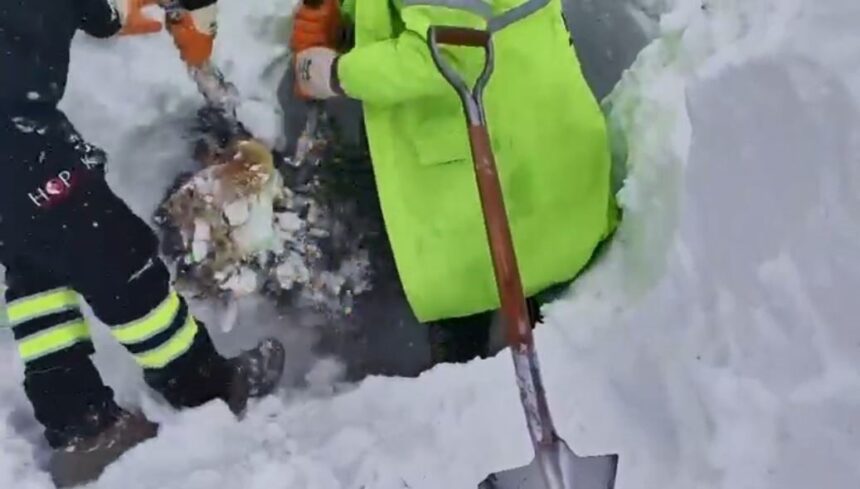 Artvin’in Ardanuç ilçesindeki çığ felaketi sonrası arama kurtarma çalışmaları yeniden başlatıldı.