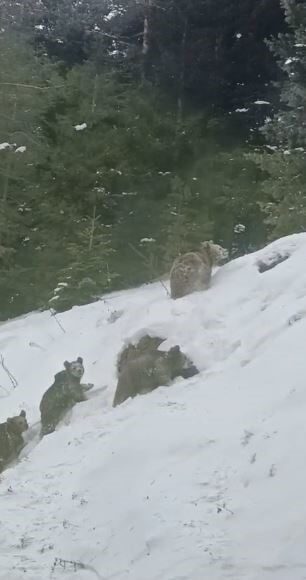 Şavşat’ta kış uykusuna geçmesi gereken 4 boz ayının doğada dolaşması cep telefonuyla görüntülendi.