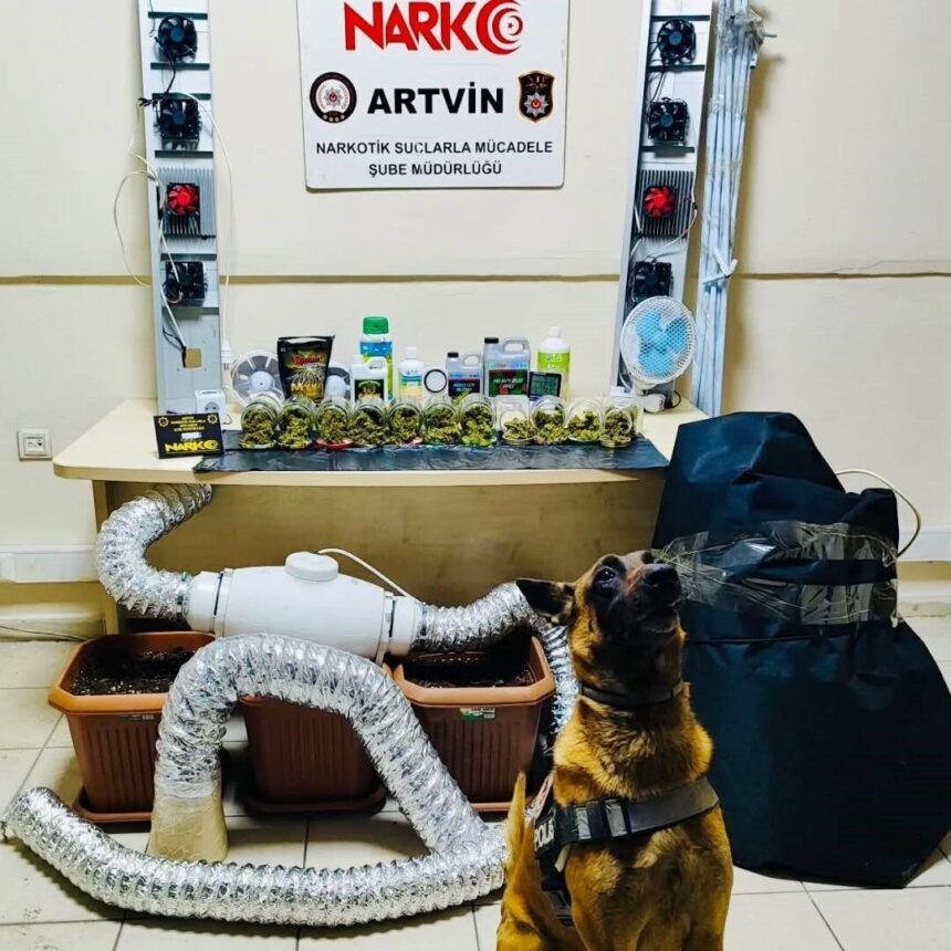 Arhavi’de uyuşturucu operasyonu: 205 gram skunk ve yetiştirme düzeneği ele geçirildi, 2 kişi serbest. Arhavi’de uyuşturucu operasyonu: 205 gram skunk ve yetiştirme düzeneği ele geçirildi, 2 kişi serbest.