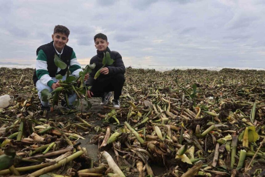 Hatay’da Asi Nehri’nden Akdeniz’e dökülen su sümbülleri, şiddetli fırtınayla kıyıyı yeşil kapladı. Hatay’da Asi Nehri’nden Akdeniz’e dökülen su sümbülleri, şiddetli fırtınayla kıyıyı yeşil kapladı.