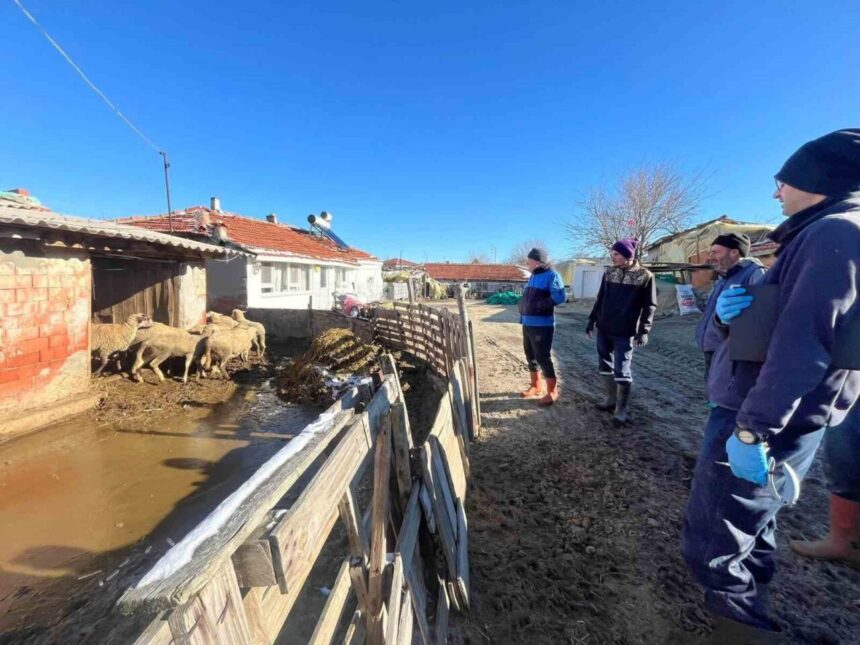 Esetçe’de aşılama sırasında yeni doğan kuzu ekiple çiftçiyi sevindirdi. Esetçe’de aşılama sırasında yeni doğan kuzu ekiple çiftçiyi sevindirdi.