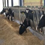 Aydın, büyükbaş hayvan varlığında 8’inci, deve varlığında ise 1’inci sırada yer aldı.