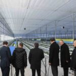 Samsun Valisi Orhan Tavlı, Bafra Sera Organize Tarım Bölgesi’nde topraksız tarım yapan firmayı ziyaret etti.