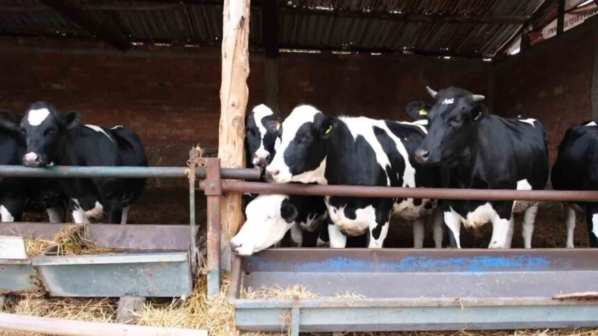 Tarım ve Orman Bakanlığı’nın başlattığı ‘Güçlü Besi Güçlü Üretim Projesi’ Amasya’da pilot olarak uygulanmaya başladı. Tarım ve Orman Bakanlığı’nın başlattığı ‘Güçlü Besi Güçlü Üretim Projesi’ Amasya’da pilot olarak uygulanmaya başladı.