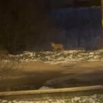 Ankara’nın Nallıhan ilçesinde kurt sürüsü çöpleri dağıttı.