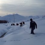 Batman’ın Kozluk ilçesindeki Geçitaltı köyünde, yoğun kar nedeniyle mahsur kalan 6 katır kurtarıldı.