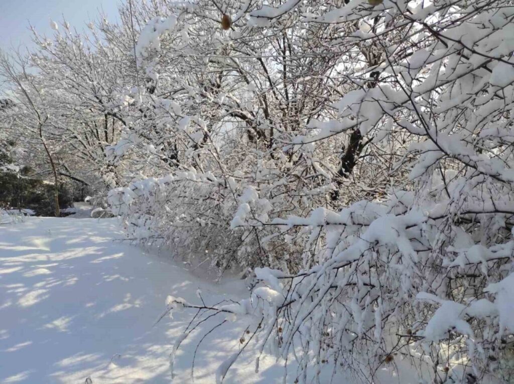 Batman’da etkili kar yağışı, yaşamı olumsuz etkilerken ormanlarda görsel şölen oluşturdu.